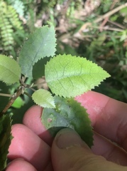 Hoheriococcus fionae