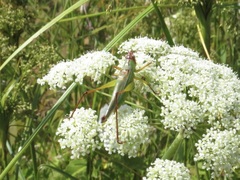 Orchelimum pulchellum