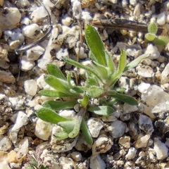 Logfia filaginoides