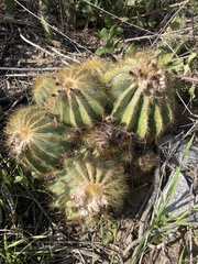 Parodia magnifica