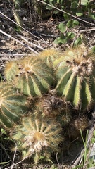 Parodia magnifica