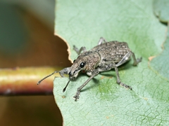 Prypnini