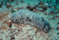 Holothuria whitmaei