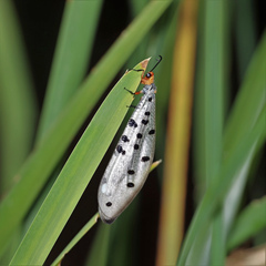 Myrmeleon erythrocephalus