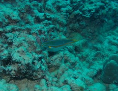 Stethojulis balteata
