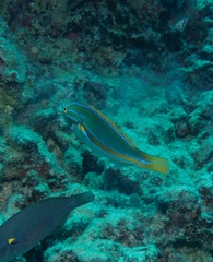 Stethojulis balteata