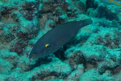 Stethojulis balteata