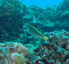 Stethojulis balteata