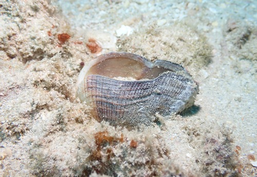 Lamarcka ventricosa observed 2023-01-22