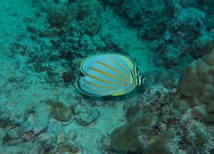 Chaetodon ornatissimus