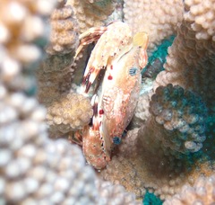 Goniosupradens hawaiensis