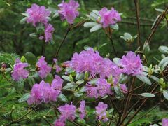 Rhododendron sichotense