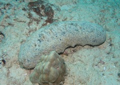 Holothuria whitmaei