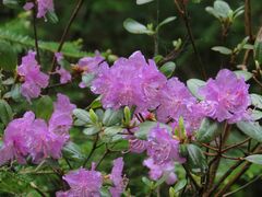 Rhododendron sichotense