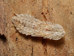 Ledromorpha