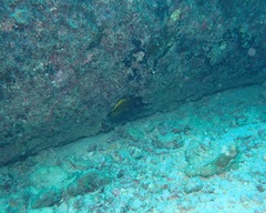 Forcipiger longirostris