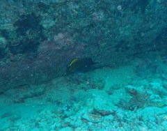 Forcipiger longirostris