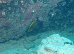 Forcipiger longirostris