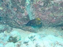 Forcipiger longirostris