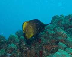 Forcipiger longirostris