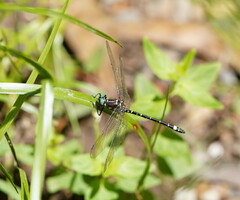 Eusynthemis brevistyla