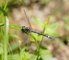 Eusynthemis brevistyla