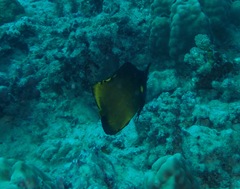 Forcipiger longirostris