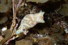 Lamprohaminoea cymbalum