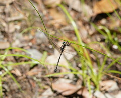 Eusynthemis brevistyla