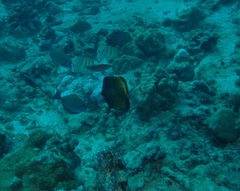 Forcipiger longirostris
