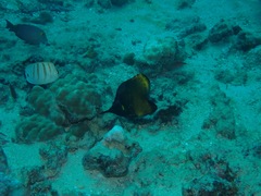 Forcipiger longirostris