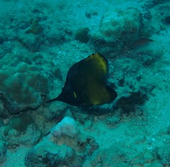 Forcipiger longirostris