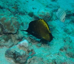 Forcipiger longirostris