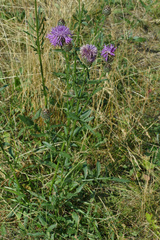 Centaurea scabiosa