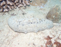 Holothuria whitmaei