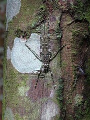 Phricta spinosa