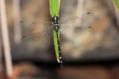 Eusynthemis nigra
