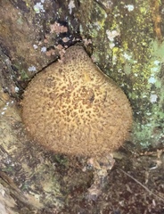 Tricholomopsis scabra