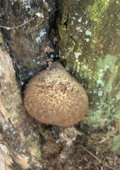 Tricholomopsis scabra