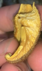 Tricholomopsis scabra