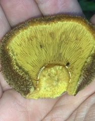 Tricholomopsis scabra