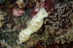 Lamprohaminoea ovalis