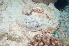 Holothuria whitmaei