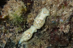 Lamprohaminoea ovalis