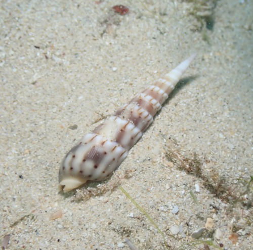 Oxymeris crenulata observed 2023-01-22