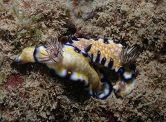 Hypselodoris imperialis