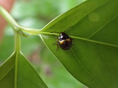 Glaucias amyoti
