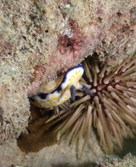 Hypselodoris imperialis