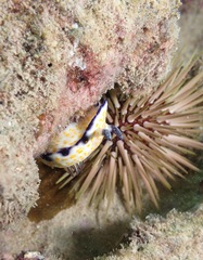 Hypselodoris imperialis