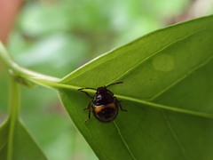 Glaucias amyoti